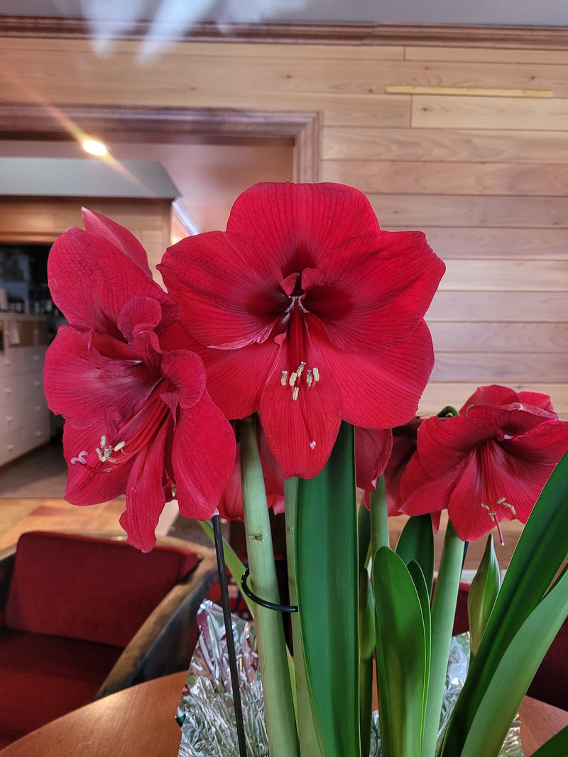 Blog: My Amaryllis