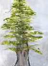 Water media painting Big Pine by Christine Aflery