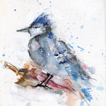 Water media painting, Blue Jay by Christine Alfery