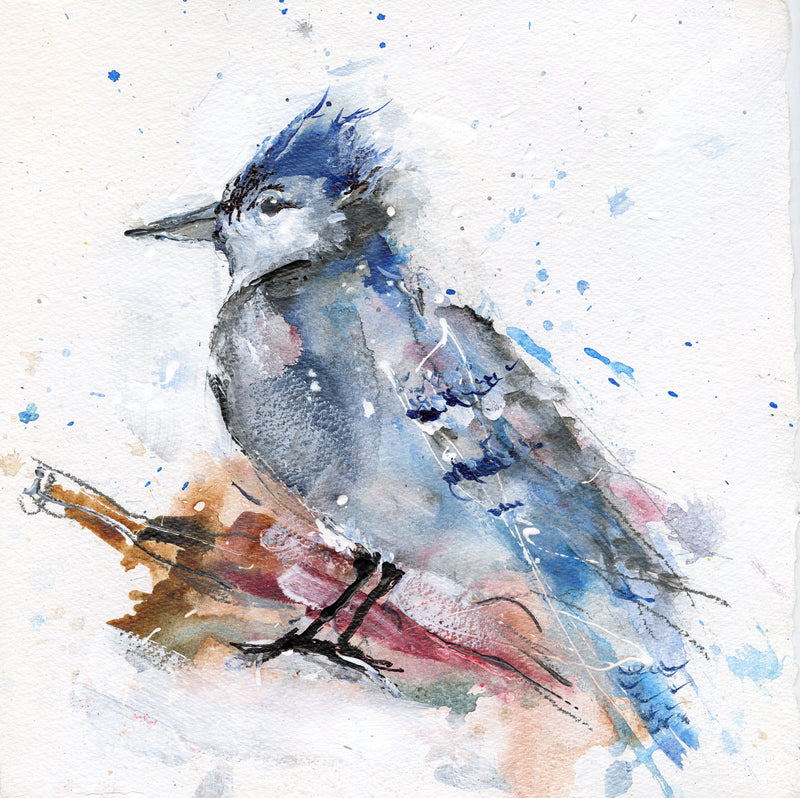 Water media painting, Blue Jay by Christine Alfery