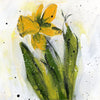 Watermedia painting, Daffodil by Christine Alfery